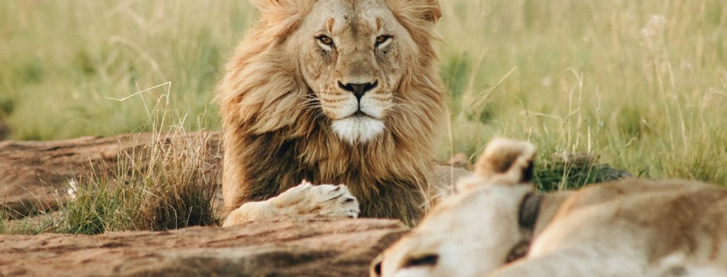 4 Days Masai Mara Wildlife Safari