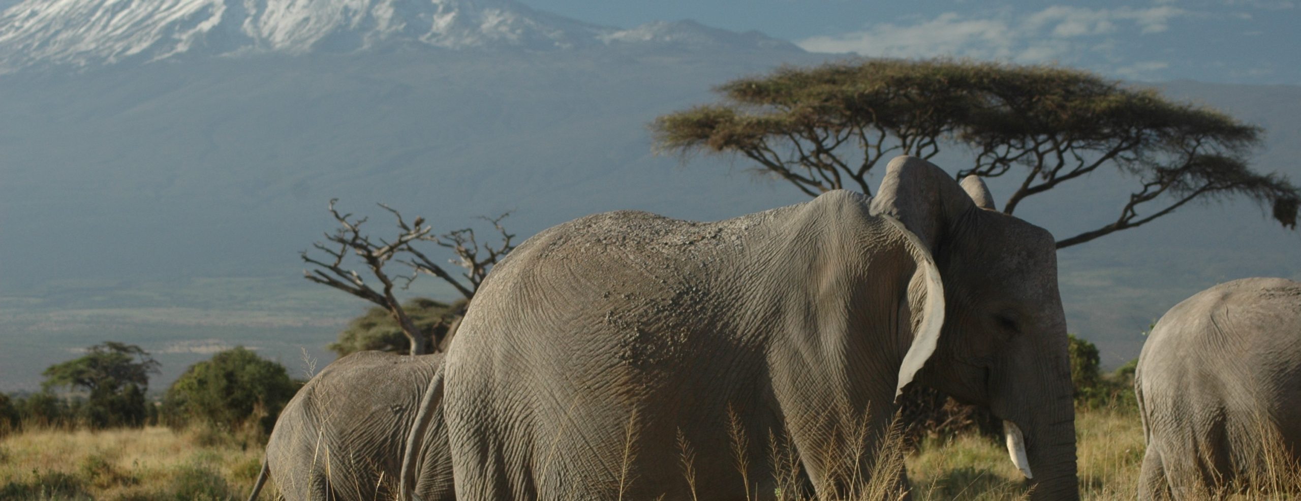 amboseli elephant, 6 days amboseli and masai mara safari via hells gate naivasha