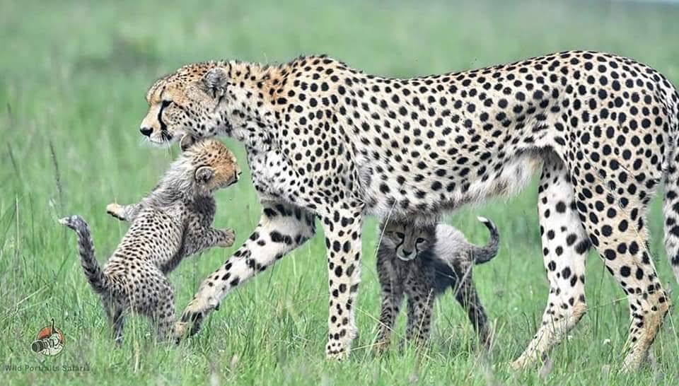 a Family of cheetahs in the masai mara game reserve