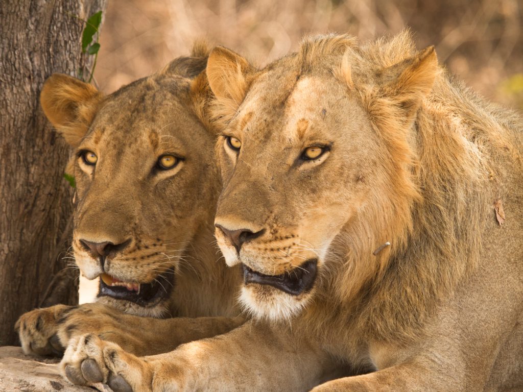 ​ 3 Days Nairobi-Masai Mara Flying safari